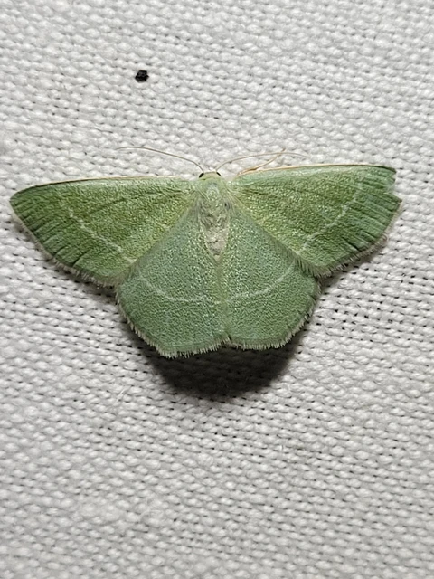Chlorissa viridata - üdezöld araszoló