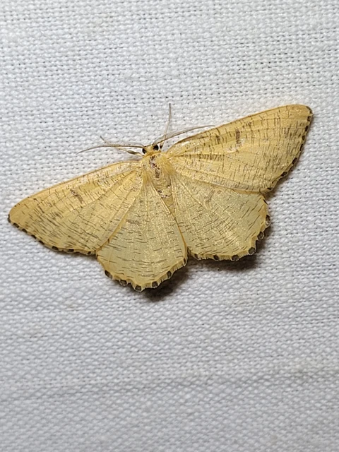 Angerona prunaria - sárga kökényaraszoló