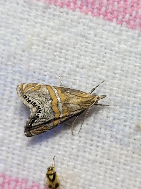 Euchromius bella - cifra mozaikmoly