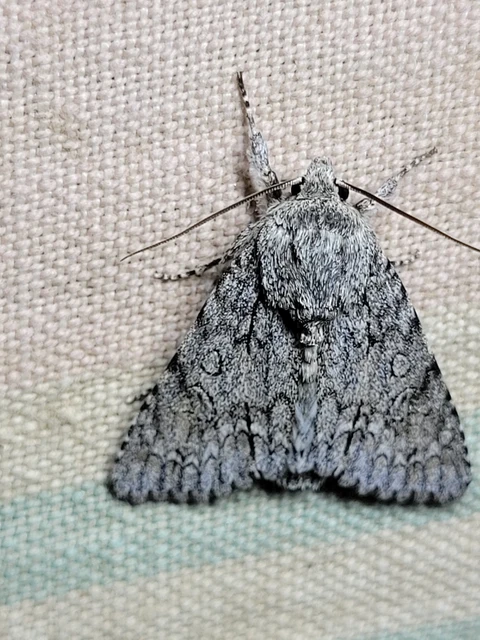 Acronicta aceris - vadgesztenye-szigonyosbagoly