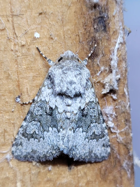 Hecatera dysodea - parajbagoly