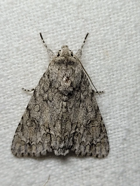Acronicta aceris - vadgesztenye-szigonyosbagoly
