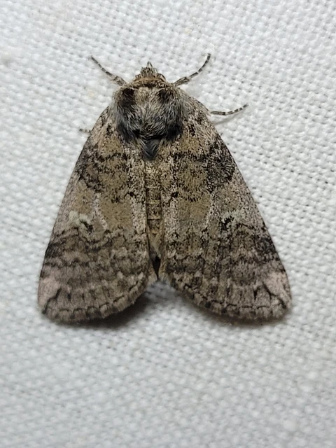 Tethea or - bélyeges pihésszövő