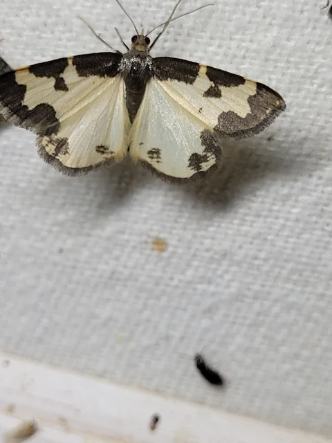 Lomaspilis marginata - szegélyes nyárfaaraszoló