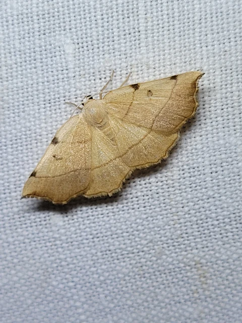 Eilicrinia trinotata - háromjegyű araszoló