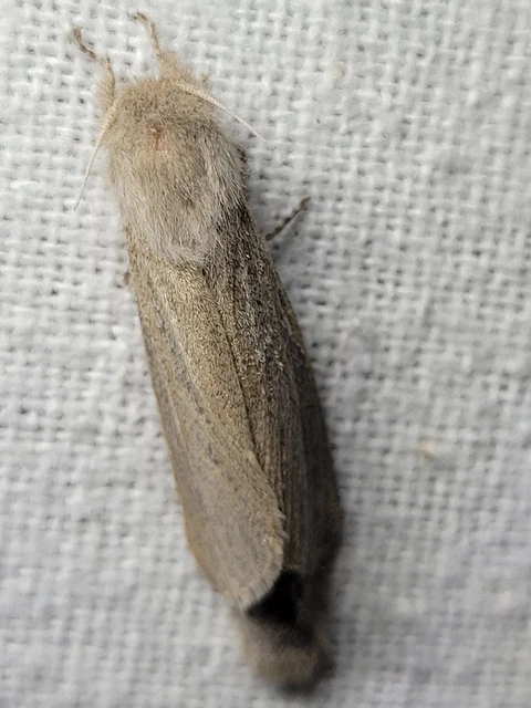 Phragmataecia castaneae - nádfúrólepke