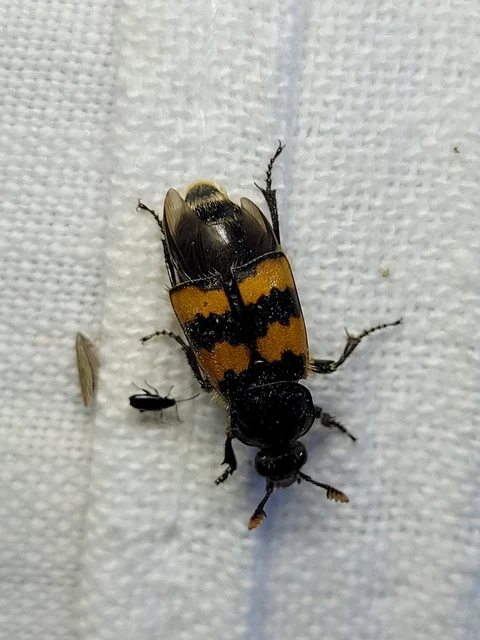 Nicrophorus interruptus - sárgaszőrű temetőbogár