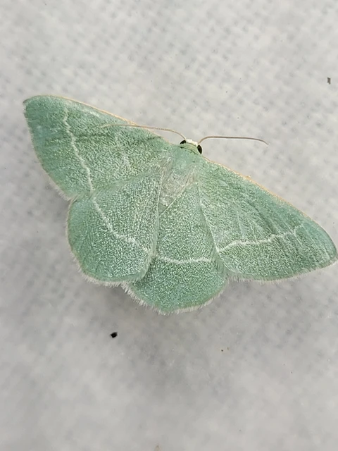 Chlorissa viridata - üdezöld araszoló