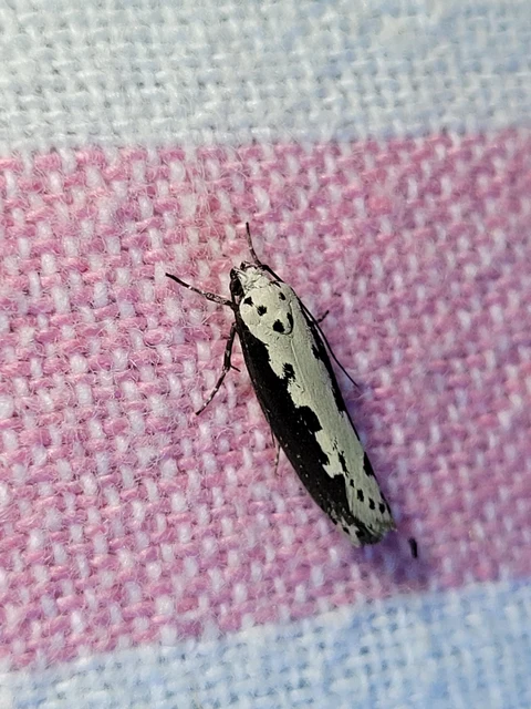 Ethmia bipunctella - kétpettyes feketemoly
