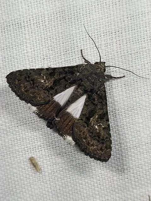Anophia leucomelas - déli folyófűbagoly