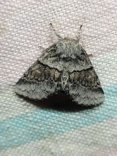 Gluphisia crenata - kormos púposszövő