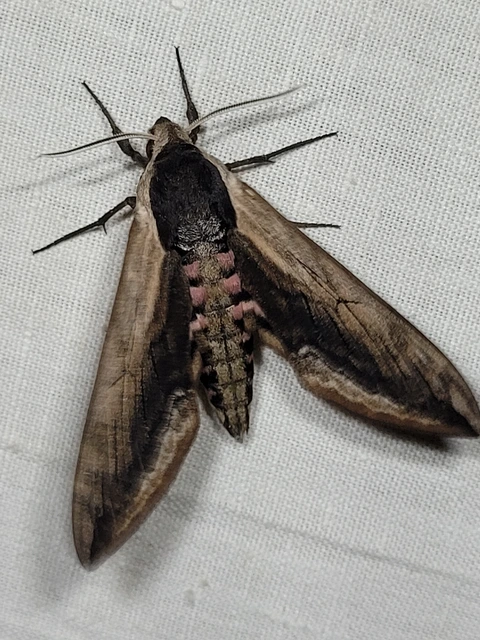 Sphinx ligustri - fagyalszender