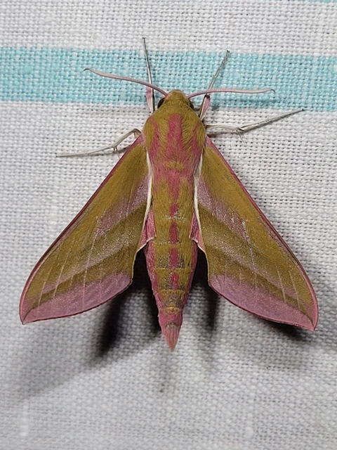 Deilephila elpenor - szőlőszender
