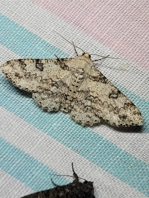Ascotis selenaria - holdas faaraszoló