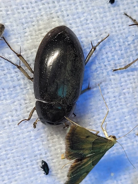 Hydrochara flavipes - sárgalábú csibor