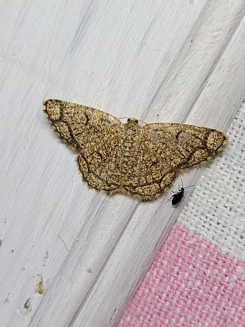 Stegania cararia - gyűrűs nyáraraszoló