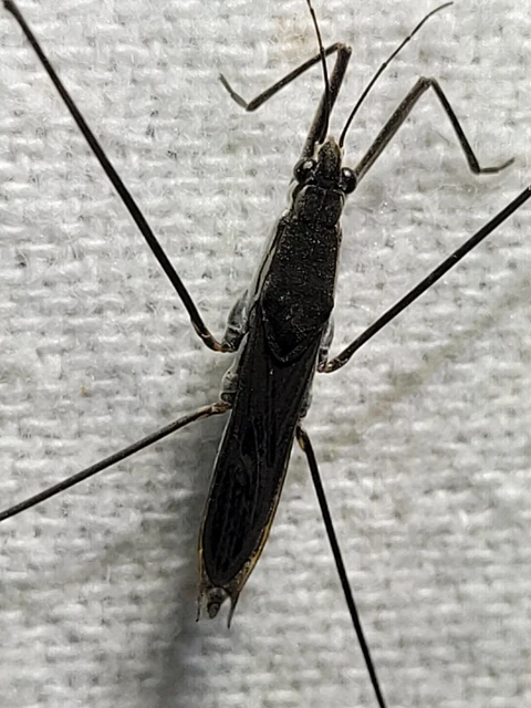 Gerridae - molnárpoloskák