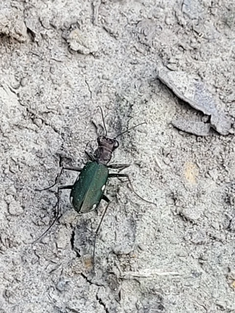 Cylindera germanica - parlagi homokfutrinka
