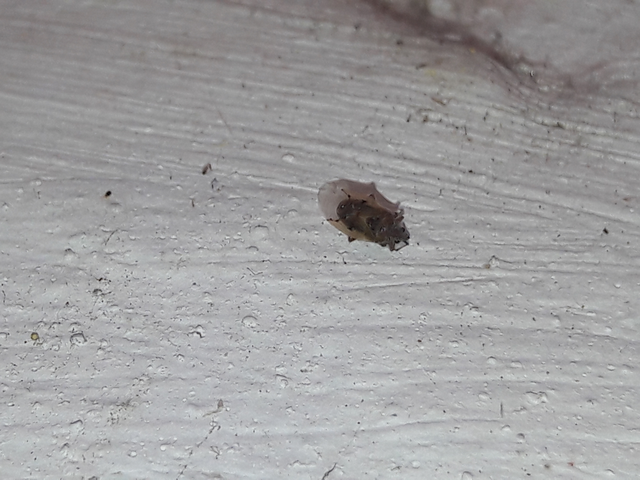 Kleidocerys resedae - nyírbodobács