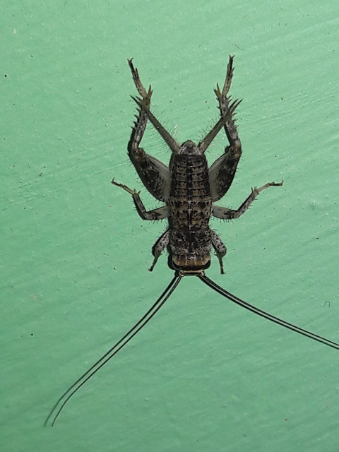 Acheta domesticus - házi tücsök