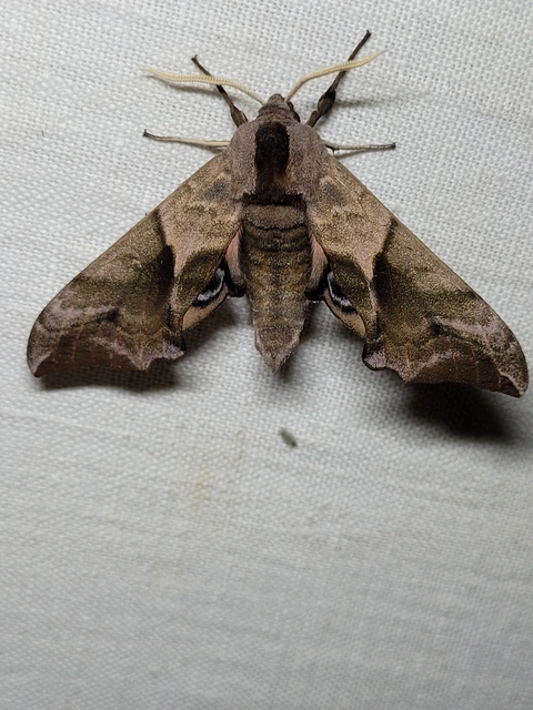 Smerinthus ocellatus - esti pávaszem