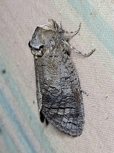 Cossus cossus - fűzfarontólepke