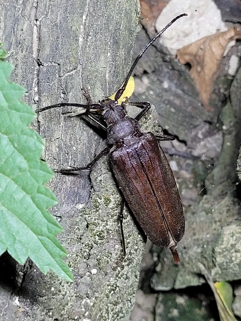 Aegosoma scabricorne - diófacincér