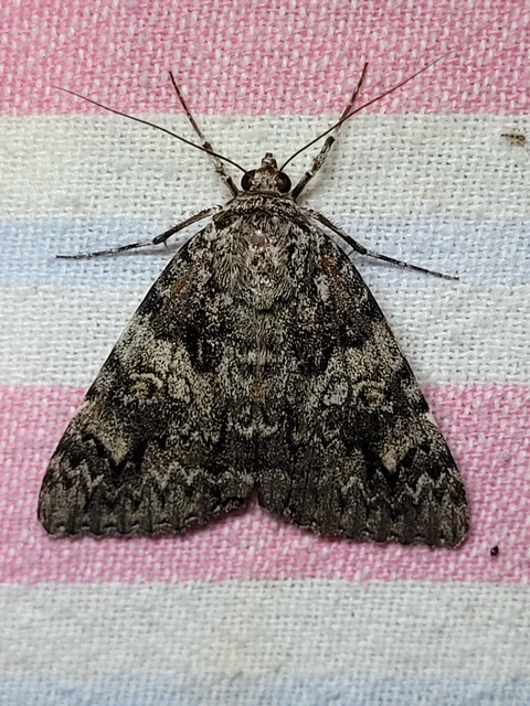 Catocala promissa - kis tölgyfa-övesbagoly