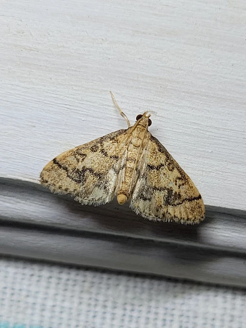 Metasia ophialis - kígyósávos tűzmoly