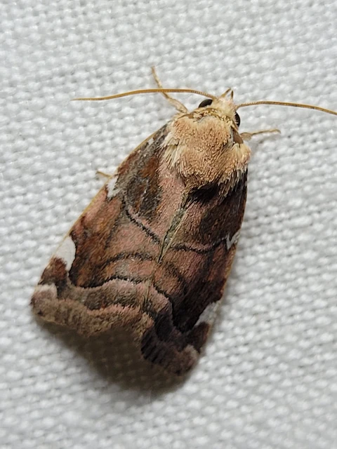 Cosmia diffinis - szilfa-lombbagoly