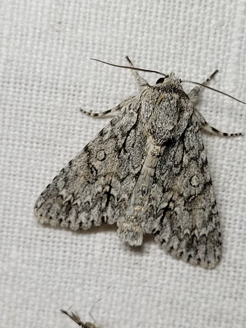 Acronicta aceris - vadgesztenye-szigonyosbagoly