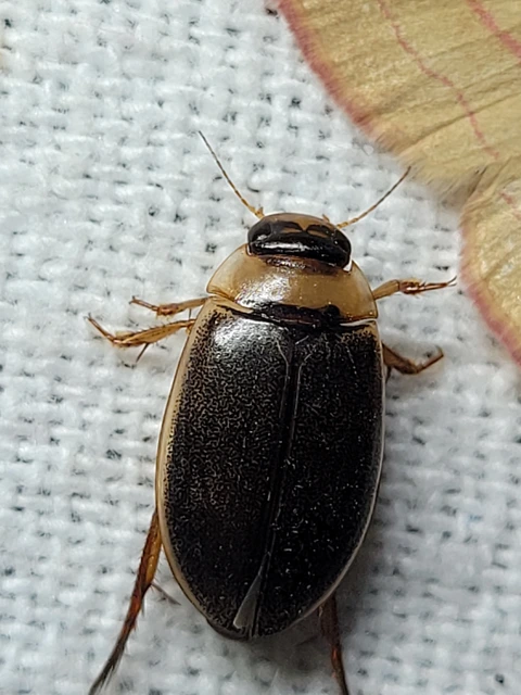 Rhantus