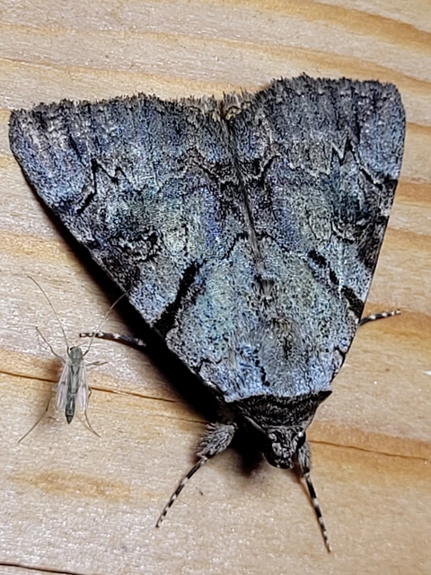 Catocala hymenaea - kökény-övesbagoly