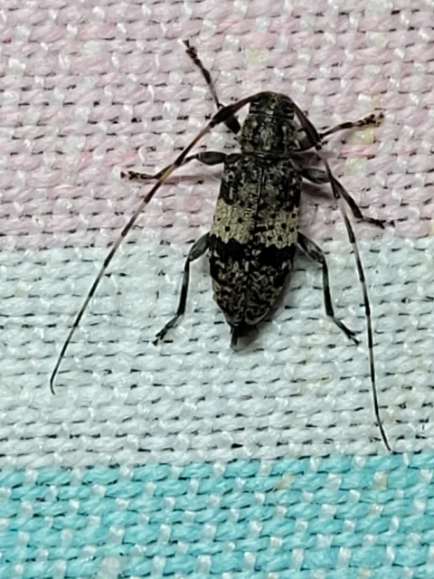 Acanthocinus griseus - szürke daliáscincér
