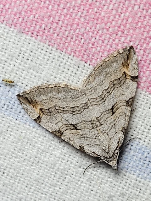 Aplocera efformata/plagiata