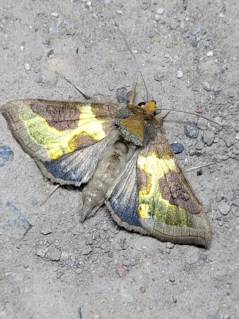 Diachrysia stenochrysis - rejtőző aranybagoly