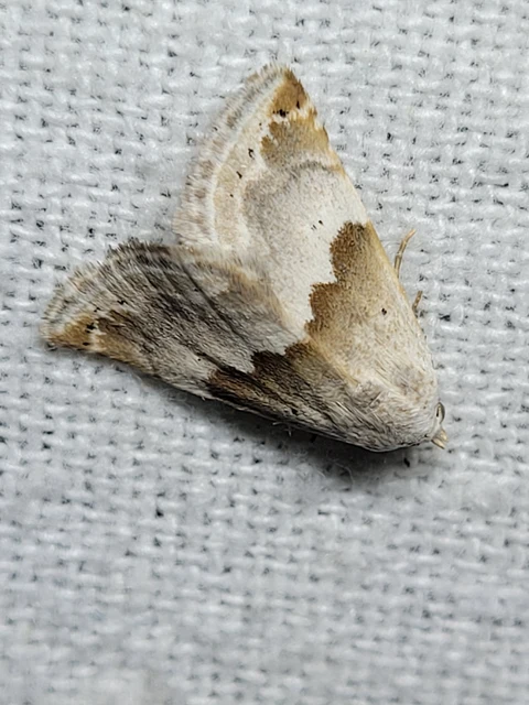 Eublemma amoena - zöldes törpebagoly
