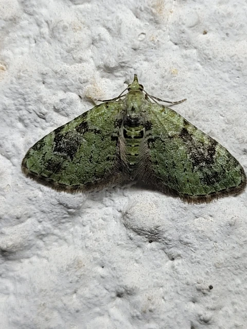 Chloroclystis v-ata - zöldes törpearaszoló