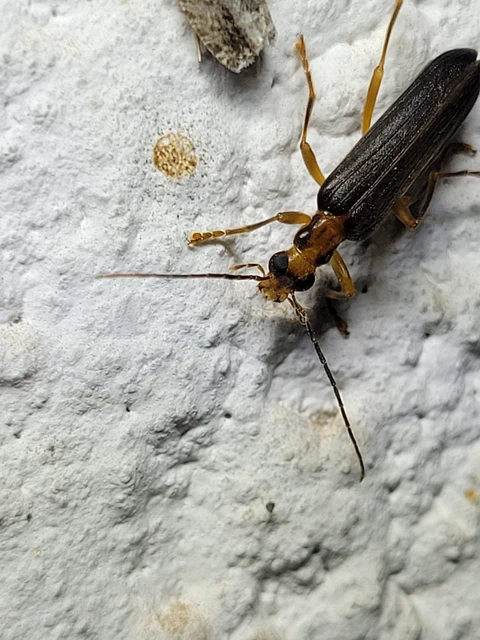 Nacerdes carniolica - karnóliai álcincér