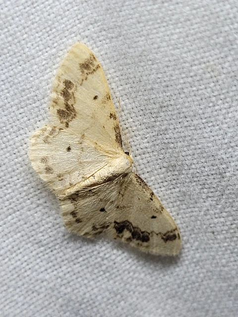 Idaea trigeminata - csúcsfoltos apróaraszoló