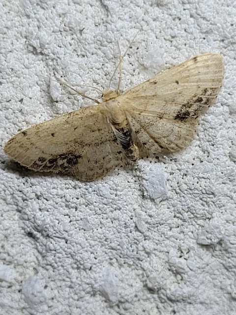 Idaea dimidiata - gyakori apróaraszoló