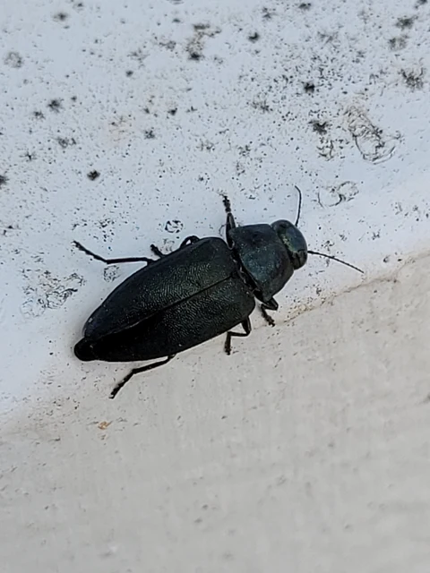 Phaenops cyanea - kék fürgedíszbogár