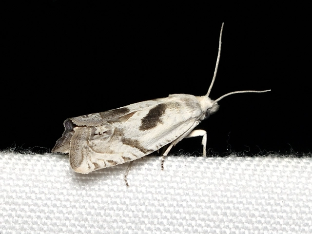Eucosma metzneriana - ürömgyökér-tükrösmoly
