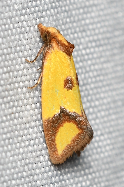 Agapeta zoegana - barnacsíkos sárgamoly