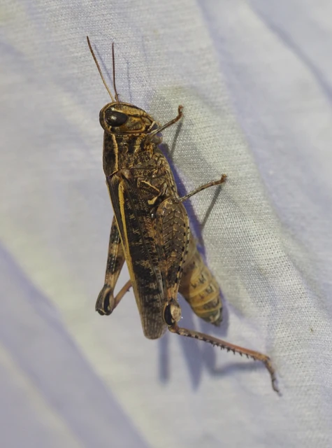 Calliptamus italicus - olaszsáska
