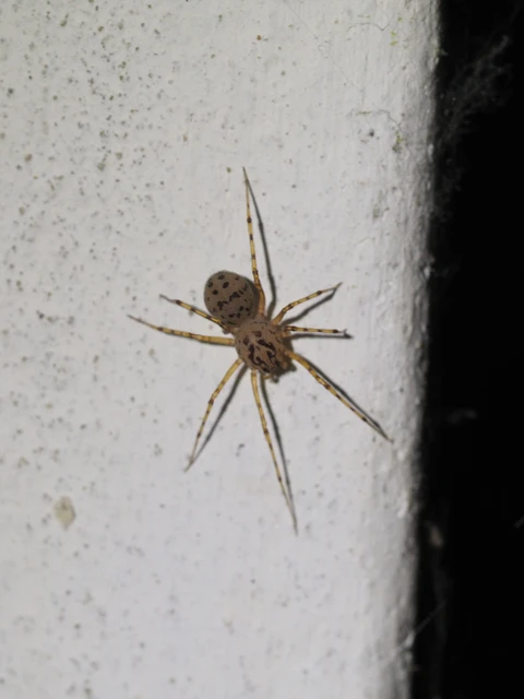 Scytodes thoracica - közönséges csupaszpók