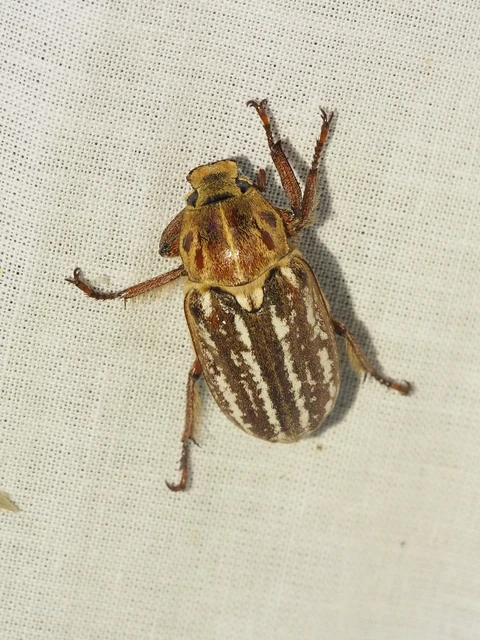 Anoxia orientalis - keleti cserebogár