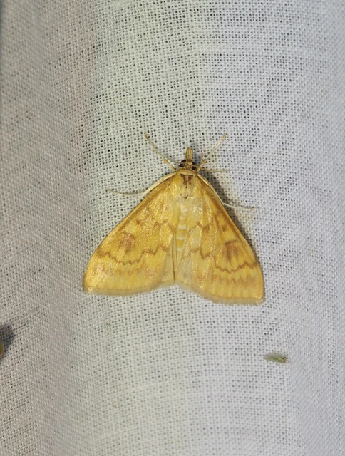 Ostrinia nubilalis - kukoricamoly