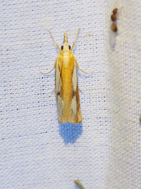 Catoptria