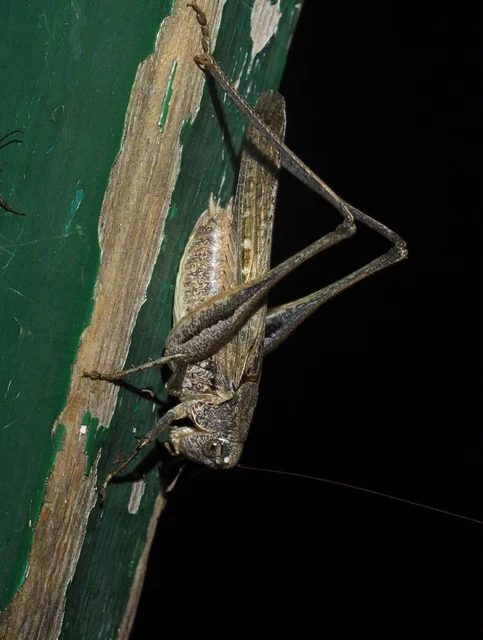 Platycleis
